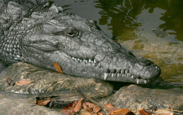 Endangered American Crocodile Endangered American Crocodile