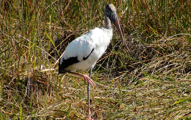 Woodstork