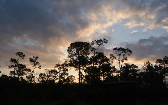 Sunset over the Pine Rockland habitat