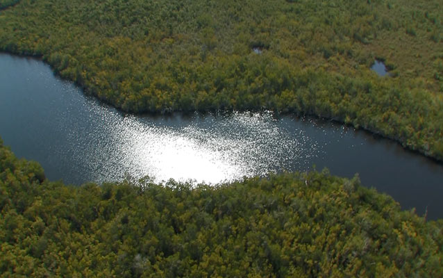 Mangrove Estuary