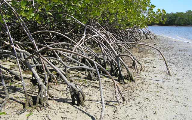 Mangrove Roots 