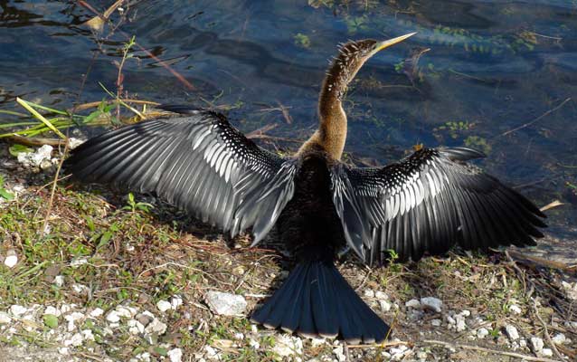 An anhinga bird spreads its wings