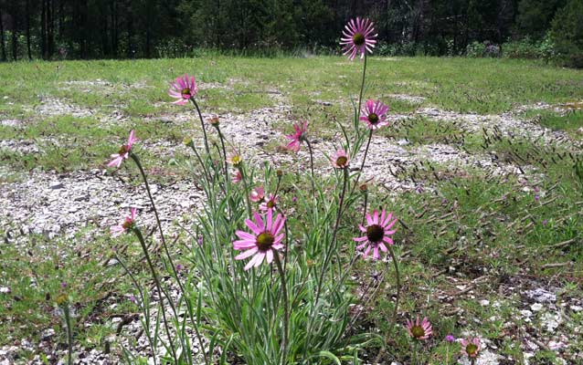 The Tennessee Coneflower is one of several species that have adapted to the harsh conditions found in middle Tennessee cedar glades. The Tennessee Coneflower is one of several species that have adapted to the harsh conditions found in middle Tennessee cedar glades.
