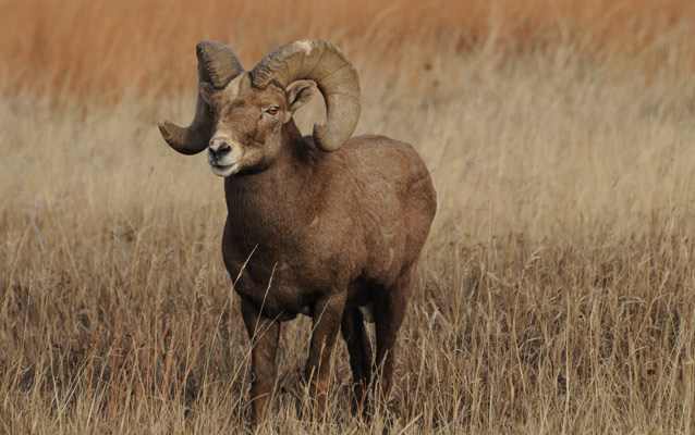 Big Horn Sheep in Theodore Roosevelt National Park Big Horn Sheep in Theodore Roosevelt National Park