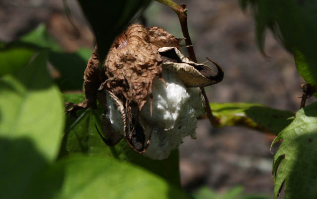 Cotton growing at Kingsley Plantation Cotton growing at Kingsley Plantation