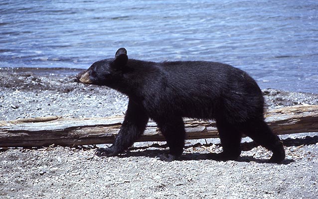 A black bear walks on a gravel shoreline next to a body of water