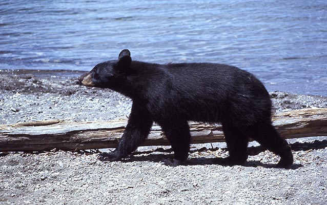 A black bear walks on a gravel shoreline next to a body of water A black bear walks on a gravel shoreline next to a body of water