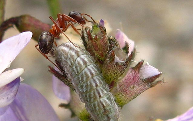 An ant crawls over a caterpillar to get at plant nectar
