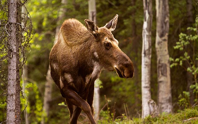  a young moose in a forest of white-barked aspen trees