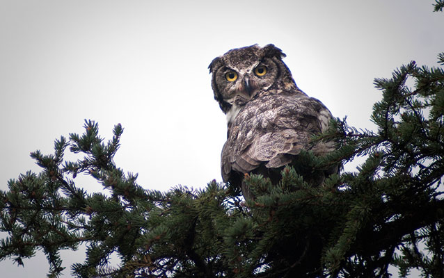 a great horned owl in a spruce bough