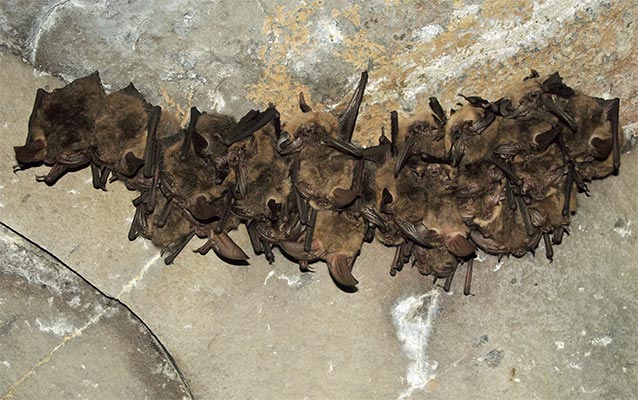large group of brown bats hanging from a cave ceiling