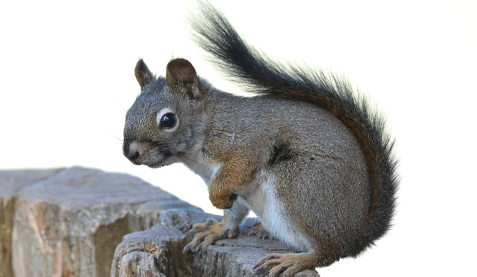 A red tree squirrel. A red tree squirrel.