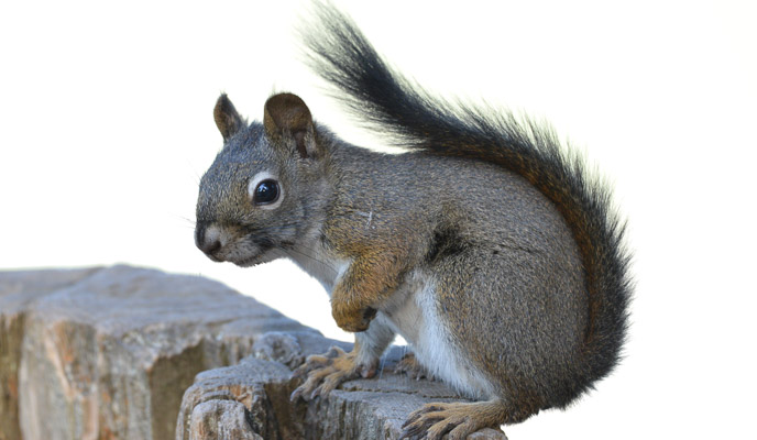 A red tree squirrel.