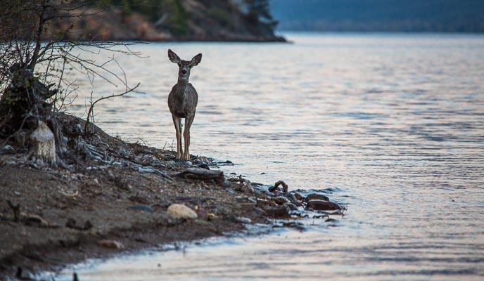 Mule Deer on the shore of Lake McDonald. Mule Deer on the shore of Lake McDonald.
