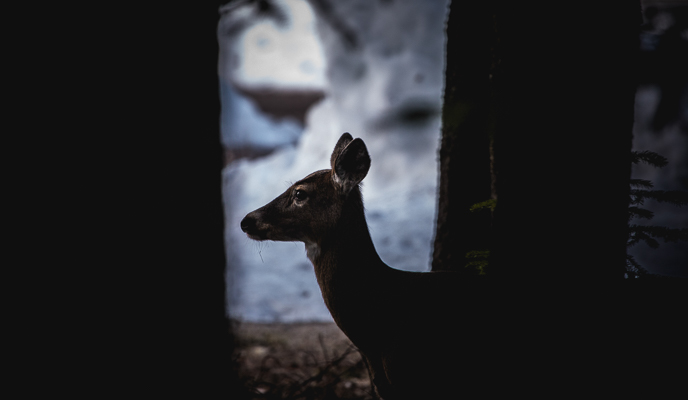 Deer through the trees. Deer through the trees.