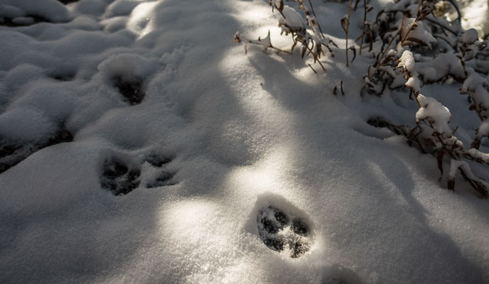 Wolf tracks in snow.