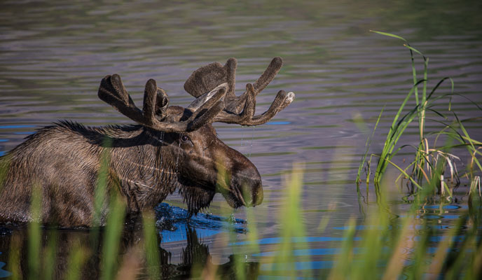 Moose wades through water.
