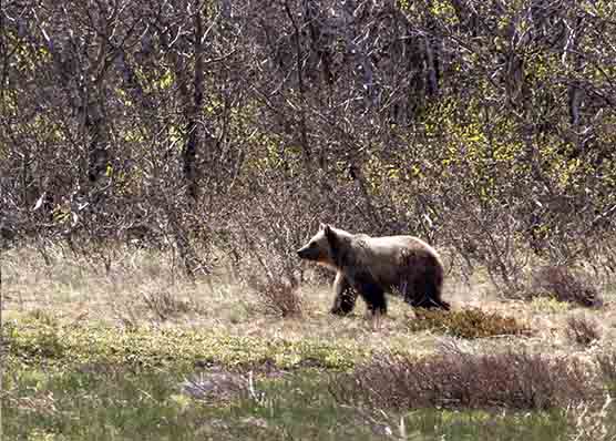 A grizzly bear walking A grizzly bear walking