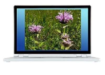 Image displayed on laptop screen. Image is of 3 purple, wispy flowers extending out of green grasses.