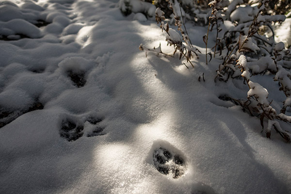 coyote tracks in the snow