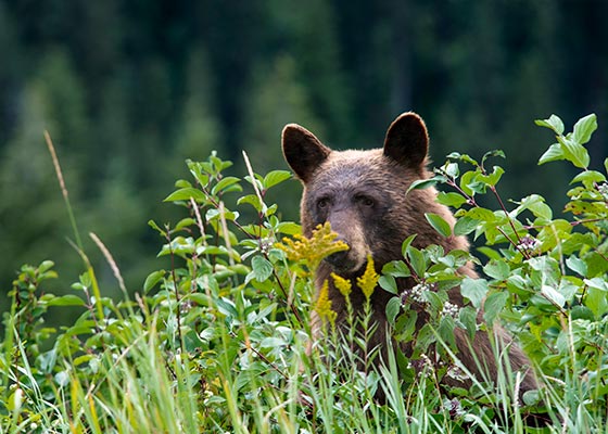A bear sits in vegetation