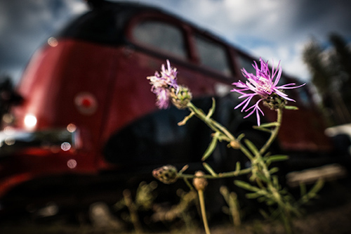 An invasive plant, spotted knapweed, along the side of a road. 