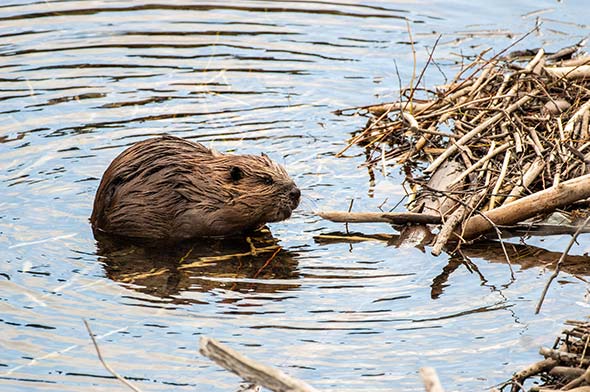 A beaver in a pond
