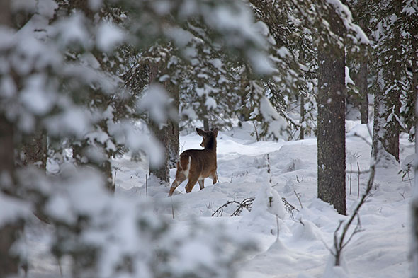 A deer stands in the snow, surrounded by trees. 