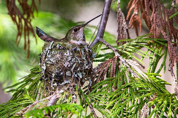 A hummingbird sits in a nest on a branch of a tree