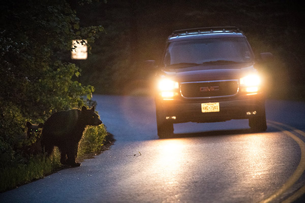 A bear at the edge of the road and a car with headlights on in the road. 