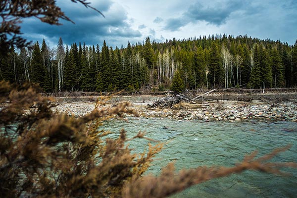 A river and a forest A river and a forest