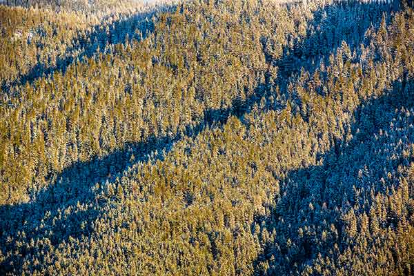View of a forest from above View of a forest from above