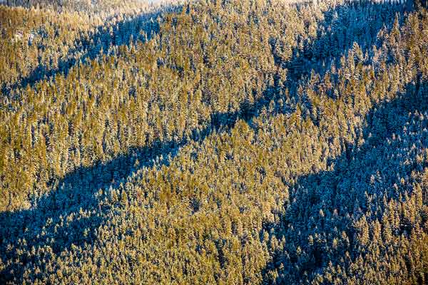 View of a forest from above