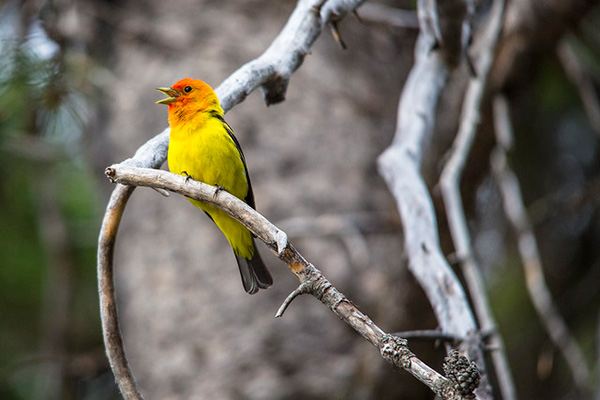 An orange and yellow bird on a branch 