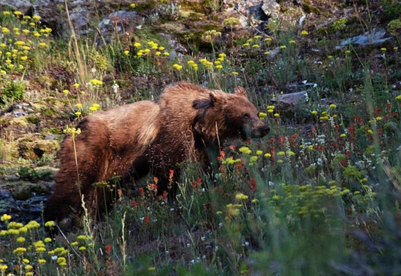 A bear in a field with flowers A bear in a field with flowers