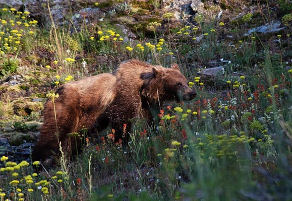 A bear in a field with flowers