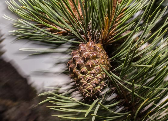 A pine cone