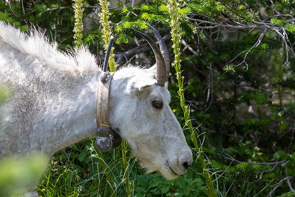 A mountain goat with a GPS tracking collar 