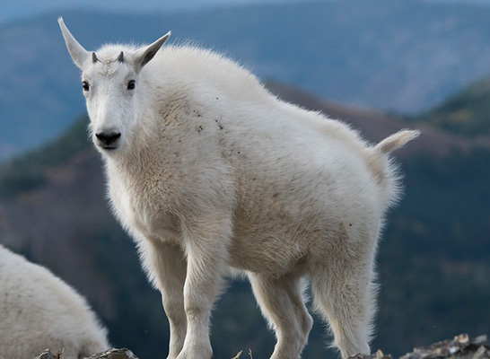 A young mountain goat