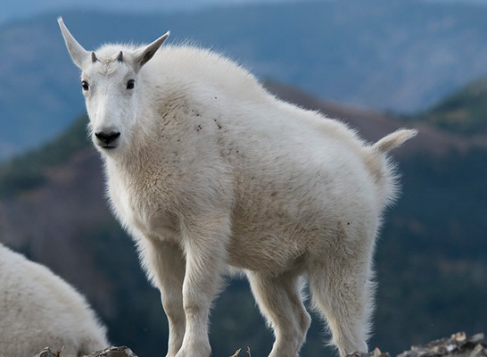 A young mountain goat A young mountain goat