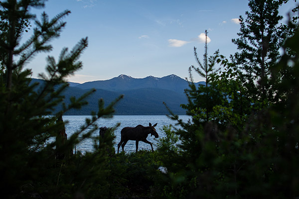 A silhouette of a moose near a lake A silhouette of a moose near a lake