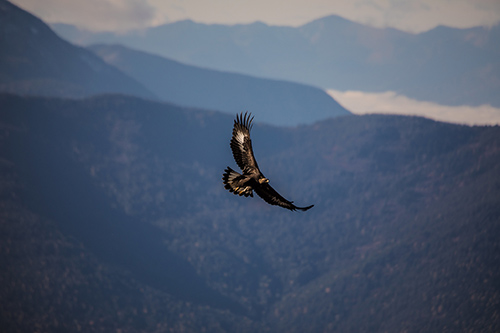 A raptor flying above mountains