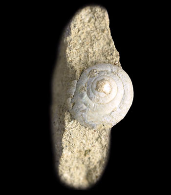 a fossil snail shell on a tan rock