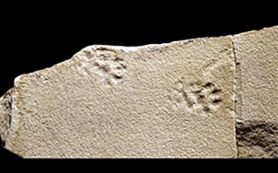 dog footprints captured in tan stone
