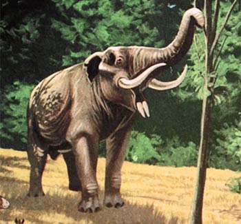 a four-tusked elephant relative raises its trunk towards a tree