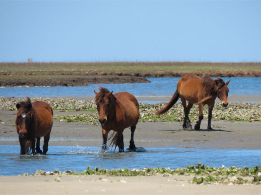 Two horses crossing from one island to another through water, third horse following on land