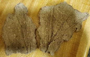 Dried "coffee fossils" showing impressions of long sprigs of grass.