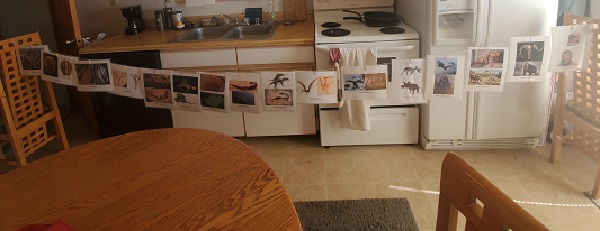 Sixteen laminated pictures of various prehistoric organisms hang from a string between two chairs with paperclips.