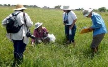 four scientists collecting specimens in prairie field