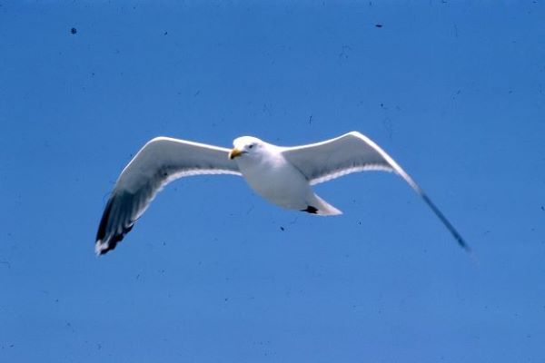 Flying bird against a blue sky Flying bird against a blue sky